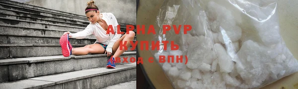 сатива Новозыбков